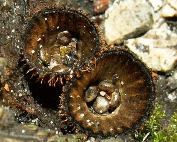 Paddenstoelenwerkgroep: November-excursie