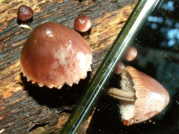 Paddenstoelenwerkgroep: Oktober-excursie